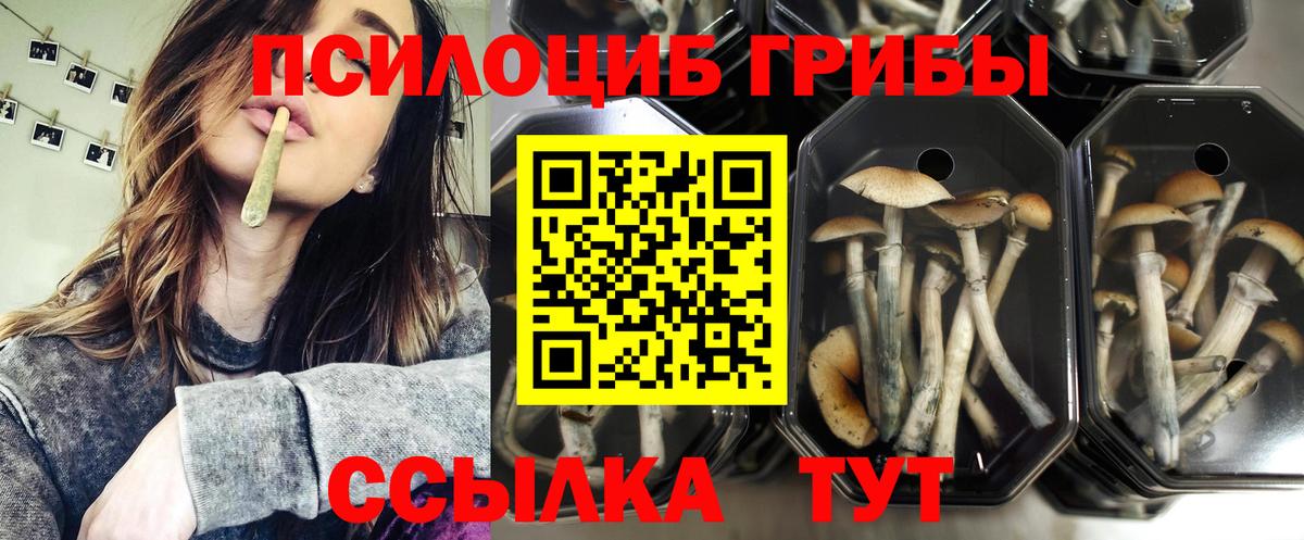 Псилоцибиновые грибы Cubensis  Вход с VPN  Озёрск 